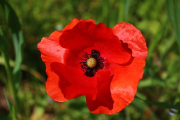 Fototapeta premium Papavero primaverile