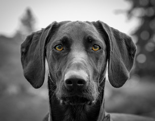 Young labrador curiously staring