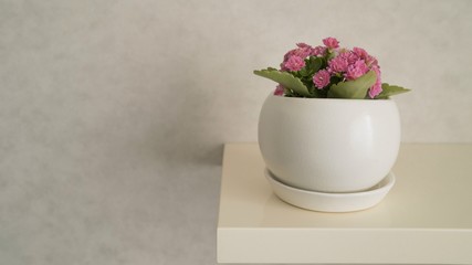 Kalanchoe flower in a pot. pink Kalanchoe flowers in a pot on a white background