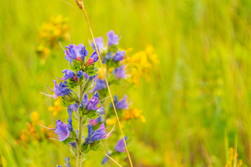 Field with grass, with a purple flower. Pulmonaria flower close-up on a green background. Summer day. Blurred background.