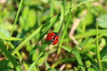 Coccinella preparandosi al volo