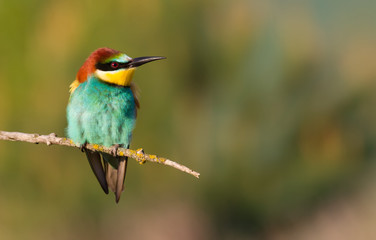 Сommon bee-eater, Merops apiaster. The bird sits on a beautiful branch and basks in the morning sun