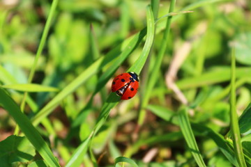 Coccinella preparandosi al volo