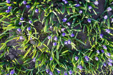 Muscari in the spring sunshine in the garden. Beautiful garden flowers. Spring blooming.
