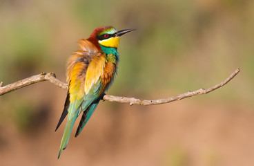 Сommon bee-eater, Merops apiaster. The bird sits on a beautiful branch and basks in the morning sun