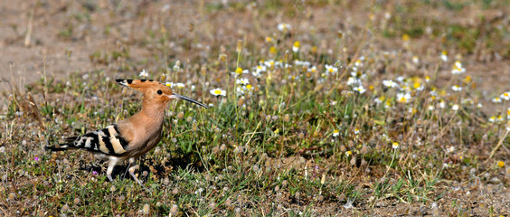 Wiedehopf (Upupa epops) in einer Blumenwiese Eurasian hoopoe (Upupa epops) in a flower meadow © bennytrapp