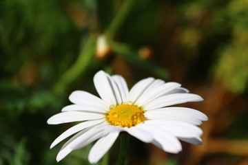 Margherita con gocce d’acqua 