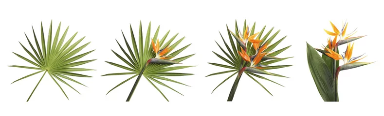 Fototapete Strelitzia Stellen Sie mit schönen tropischen Blumen des Paradiesvogels und grünen Blättern auf weißem Hintergrund ein. Banner-Design