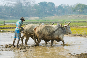 A indian farmer farming or cultivating his field with two white cows in muddy field in a sunny daylight