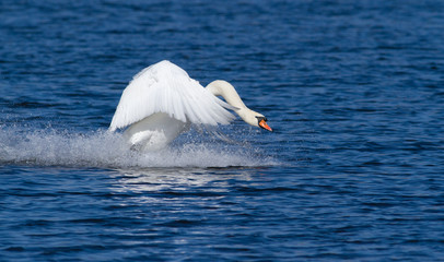 Mute swan. Bird runs on water
