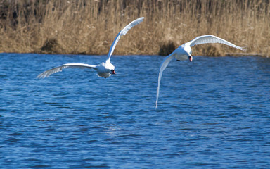 Mute swan. Two birds fly over the river