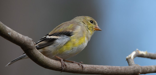 American goldfinch perched on a branch staring