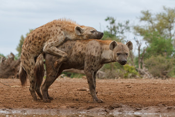 gevlekte hyena paring