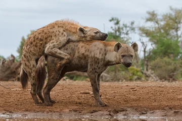 Foto op geborsteld aluminium Hyena gevlekte hyena paring