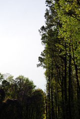 trees in the forest