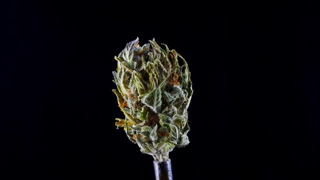 Lump marijuana closeup on a black background.Of dried medical cannabis.