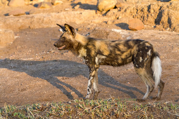 african wild dog in the wild