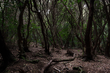 Mystic forest with brown leaves on ground in Anaga rural park. Creepy dark environment on woods full of trees in Tenerife island