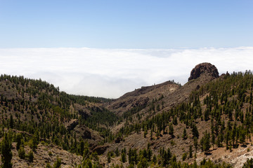 Pine trees valley between mountains with cloudscape below in Tenerife. Natural landscape on high...