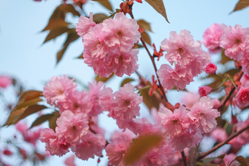 Branch of a blossoming sakura in the spring.