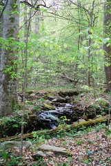 Fototapeta premium stream in the forest