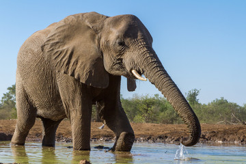 Fototapeta na wymiar elephant in a water hole