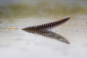guinea fowl feather floating with reflection