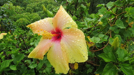 Auckland New Zealand Mount Eden Hibiskus © Michael