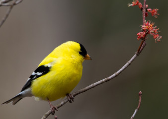 Bright yellow American goldfinch sitting on branch with spring blossoms