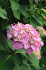 日本の東京都王子の飛鳥山で咲く　紫陽花のピンク色の花
