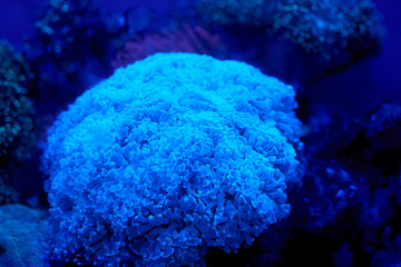 Coral reef and coral