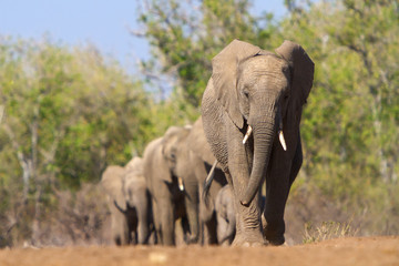 Fototapeta na wymiar elephants walking