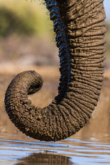 close up of elephant trunk