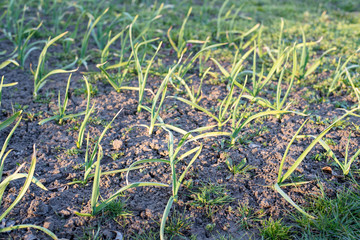Garden work in the spring. Weeding onions in the garden