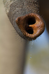 close up of elephant trunk