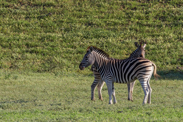 Naklejka premium Zebra in the savannah