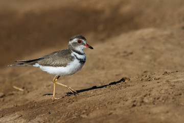 3 banded plover in the wild