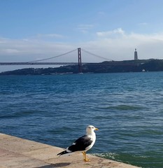 Bird looking at Bridge in Lisbon, Portugal