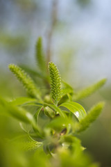 Blühende Weide im Frühjahr - weibliche Weidenkätzchen