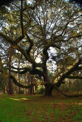 Fototapeta premium Spanish moss