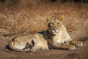 lion cub lying down