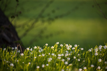 Stellaria holostea Gro&szlig;e Sternmiere Fr&uuml;hjahrsboten am Waldrand Bl&uuml;te