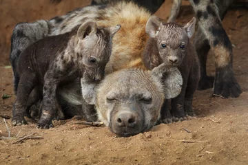 Abwaschbare Fototapete Hyäne Hyänenbabys