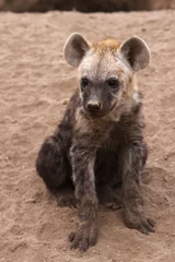  hyena cubs © Mike