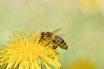 Honey bee feeding on dandelion flower. Bee flying on and over dandelion