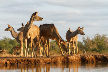 herd of kudu in Botswana