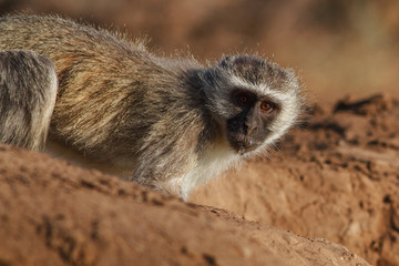 vervet monkey on the ground