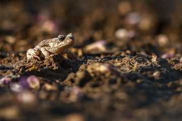 frog on the ground