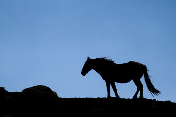 silhouette of a horse