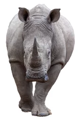 Foto auf Acrylglas rhino isolated on white © Mike